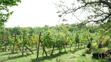 Prodej pozemku, vinice a sklepa, Valtice