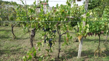 Prodej pozemku, vinice a sklepa, Valtice